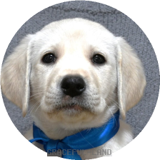 英国ラブラドールの子犬